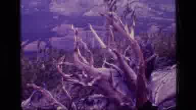 SCAPEGOAT WILDERNESS MONTANA USA .MP-1973: Mountain Vista With Dead Trees In