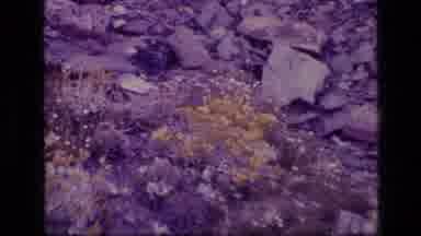 SCAPEGOAT WILDERNESS MONTANA USA .MP-1973: Purple Colored Rocks With A Final