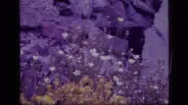 SCAPEGOAT WILDERNESS MONTANA USA .MP-1973: Beautiful Hidden Floral Oasis