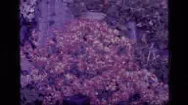 SCAPEGOAT WILDERNESS MONTANA USA .MP-1973: Brief Video Of Foliage And A Mountain