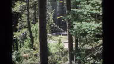 SCAPEGOAT WILDERNESS MONTANA USA .MP-1973: Forest Being Shot At A Distance By A