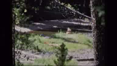 SCAPEGOAT WILDERNESS MONTANA USA .MP-1973: Man Sitting Near The Running Creek Of