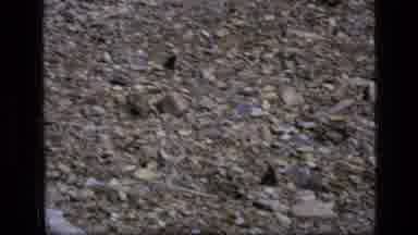 SCAPEGOAT WILDERNESS MONTANA USA .MP-1973: Black Colored Butterflies Are Resting