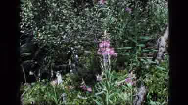 SCAPEGOAT WILDERNESS MONTANA USA .MP-1973: Beautiful Angle Taken On A Pink