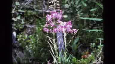 SCAPEGOAT WILDERNESS MONTANA USA .MP-1973: The Purple Flower Gently Swaying In
