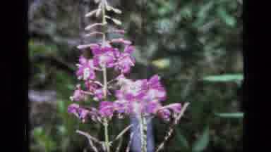 SCAPEGOAT WILDERNESS MONTANA USA .MP-1973: Beautiful Pink Flower Then Tourist