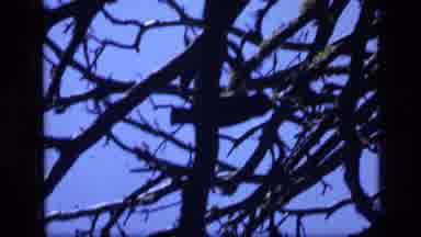 SCAPEGOAT WILDERNESS MONTANA USA .MP-1973: A Male Camping Out Resting And