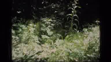 SCAPEGOAT WILDERNESS MONTANA USA .MP-1973: A View Of An Abandoned Forest
