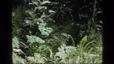 SCAPEGOAT WILDERNESS MONTANA USA .MP-1973: A View Of Pretty Flowers Growing In