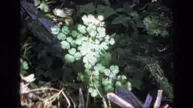 SCAPEGOAT WILDERNESS MONTANA USA .MP-1973: Different Types Of Landscapes And