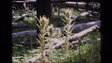 SCAPEGOAT WILDERNESS MONTANA USA .MP-1973: Logs In The Woods With Trees Weeds