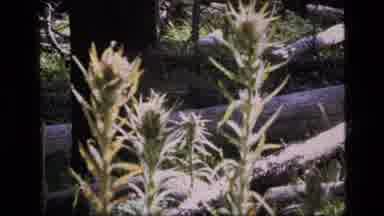 SCAPEGOAT WILDERNESS MONTANA USA .MP-1973: Bird Roaming Zoo Grounds Surrounded
