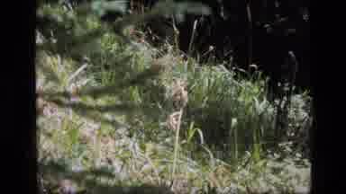 SCAPEGOAT WILDERNESS MONTANA USA .MP-1973: Bird Hiding Among The Tall Grass On A