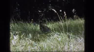 SCAPEGOAT WILDERNESS MONTANA USA .MP-1973: Bird In The Forest