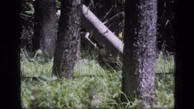SCAPEGOAT WILDERNESS MONTANA USA .MP-1973: Bird Forest Walking Trees Grass