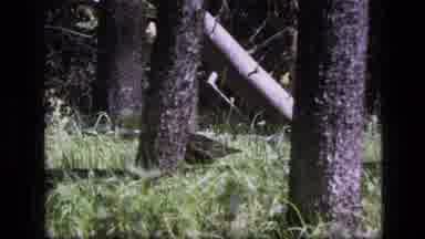 SCAPEGOAT WILDERNESS MONTANA USA .MP-1973: Medium-Sized Bird Grazing In The
