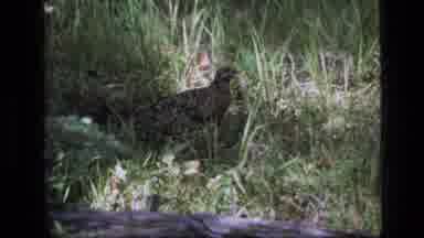 SCAPEGOAT WILDERNESS MONTANA USA .MP-1973: Grouse Walking Through Tall Grass