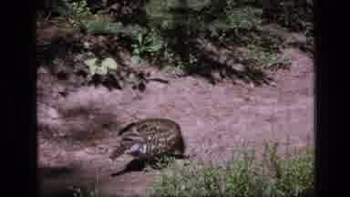 SCAPEGOAT WILDERNESS MONTANA USA .MP-1973: Medium-Sized Bird Grazing