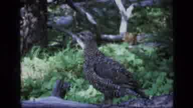SCAPEGOAT WILDERNESS MONTANA USA .MP-1973: Cuckoo Bird Free Roaming For A Tree