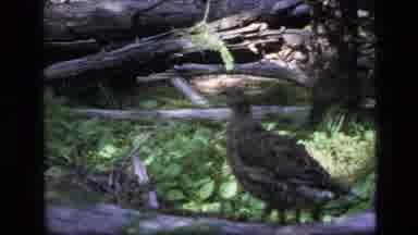 SCAPEGOAT WILDERNESS MONTANA USA .MP-1973: Watch This Native Bird Species In The