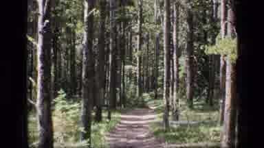 SCAPEGOAT WILDERNESS MONTANA USA .MP-1973: A Mountainous And Forested Dirt
