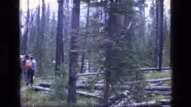 SCAPEGOAT WILDERNESS MONTANA USA .MP-1973: Examining The Trees That Have Fallen