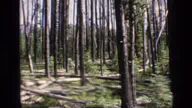 SCAPEGOAT WILDERNESS MONTANA USA .MP-1973: Congregation Of Fallen Trees In A