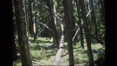 SCAPEGOAT WILDERNESS MONTANA USA .MP-1973: Fallen Tree In A Wood Then Image