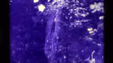 Agate Springs Montana USA (1975): What Appears To Be A Mosquito Trapped A Spider's