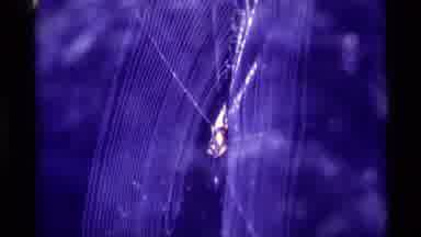 Agate Springs Montana USA (1975): Large Spider Sits In The Middle Of A Web Waiting