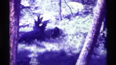 Agate Springs Montana USA (1975): A Video Of Some Trees In A Wooded Area With A