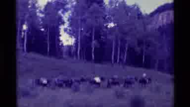 Agate Springs Montana USA (1975): Cowboys Leading A Group Of Horses With Full