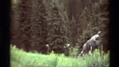 Agate Springs Montana USA (1975): Beautiful And Breathtaking View Of Majestic Pine