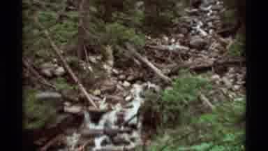 AGATE SPRINGS MONTANA USA-1975: Person Hiking In A Field Of Yellow Wildflowers