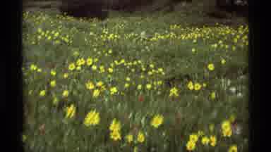 Agate Springs Montana USA (1975): Field Of Flowers