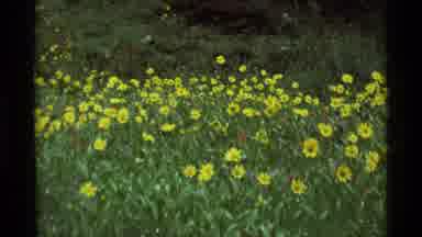 Agate Springs Montana USA (1975): The Field Was Full Of Yellow Flowers Of All