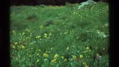 Agate Springs Montana USA (1975): Camera Filming A Flowered Meadow With Bride