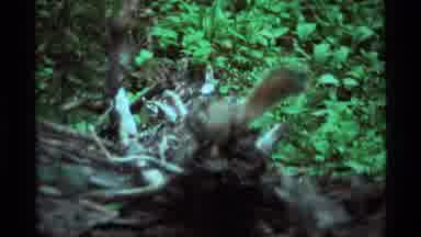 Agate Springs Montana USA (1975): A Squirrel In Its Natural Habitat Moving Across