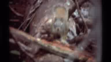 Agate Springs Montana USA (1975): Squirrel Walking Across A Log Laying On The