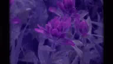 Agate Springs Montana USA (1975): Vintage Film Of Various Flowers