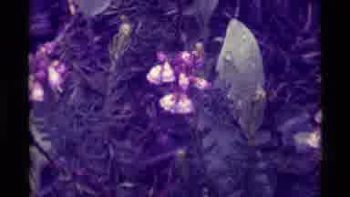 Agate Springs Montana USA (1975): Purple Pink Yellow And White Blooms Contrasted