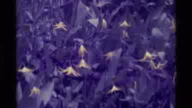 Agate Springs Montana USA (1975): Tons Of Flower Beds With Flowers That Are