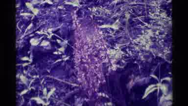 Agate Springs Montana USA (1975): Footage Of A Forest Floor Yellow Flowers And