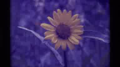 Agate Springs Montana USA (1975): Large Solitary Yellow Wildflower