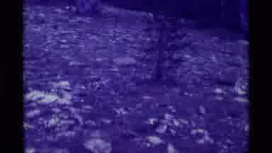 Agate Springs Montana USA (1975): Blue Tint Empty Forest