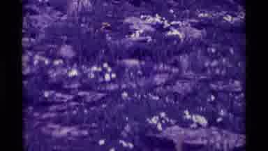 Agate Springs Montana USA (1975): The Bird In The Forest And It Was Eating