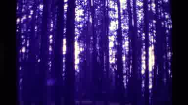 Agate Springs Montana USA (1975): People Hiking Through The Forest That Has Big