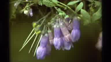 Agate Springs Montana USA (1975): Zoom In On Purple Unopened Flowers On Green Vine