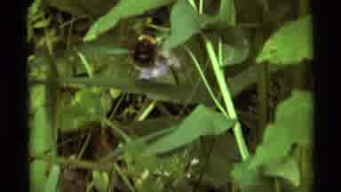 AGATE SPRINGS MONTANA USA-1975: Bee Taking Off Flying From A Flower In The Wind