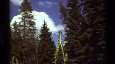 Agate Springs Montana USA (1975): The Flowers Call To Them With Their Pollen